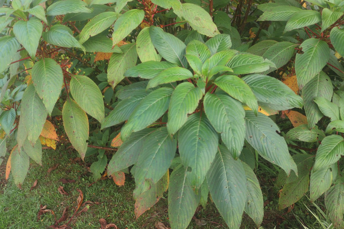 Impatiens macrophylla Gardner ex Hook.