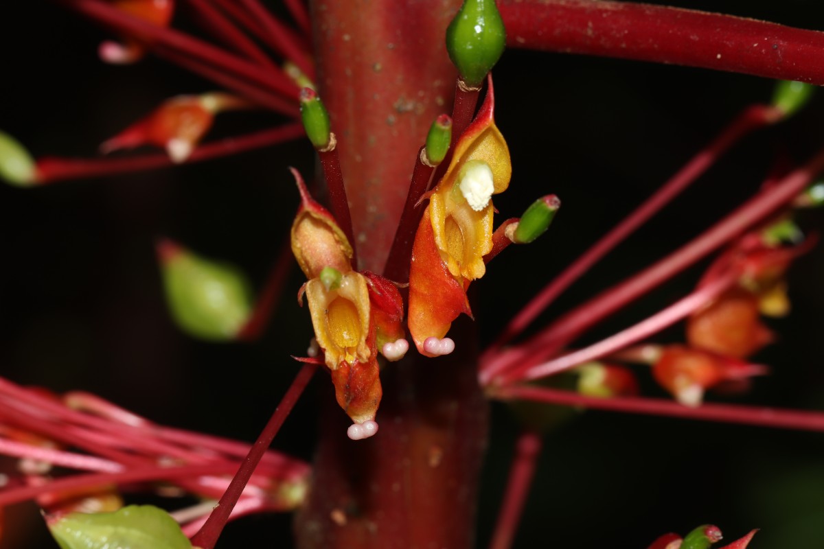 Impatiens macrophylla Gardner ex Hook.