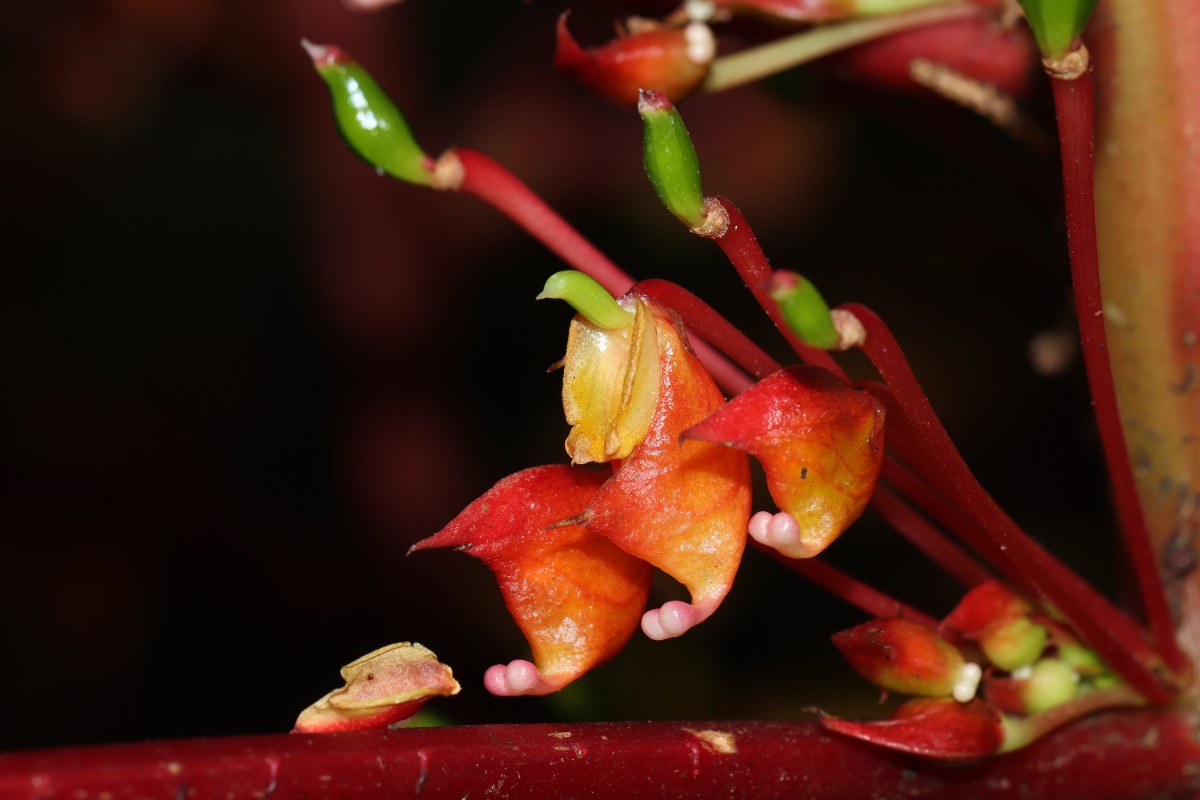 Impatiens macrophylla Gardner ex Hook.