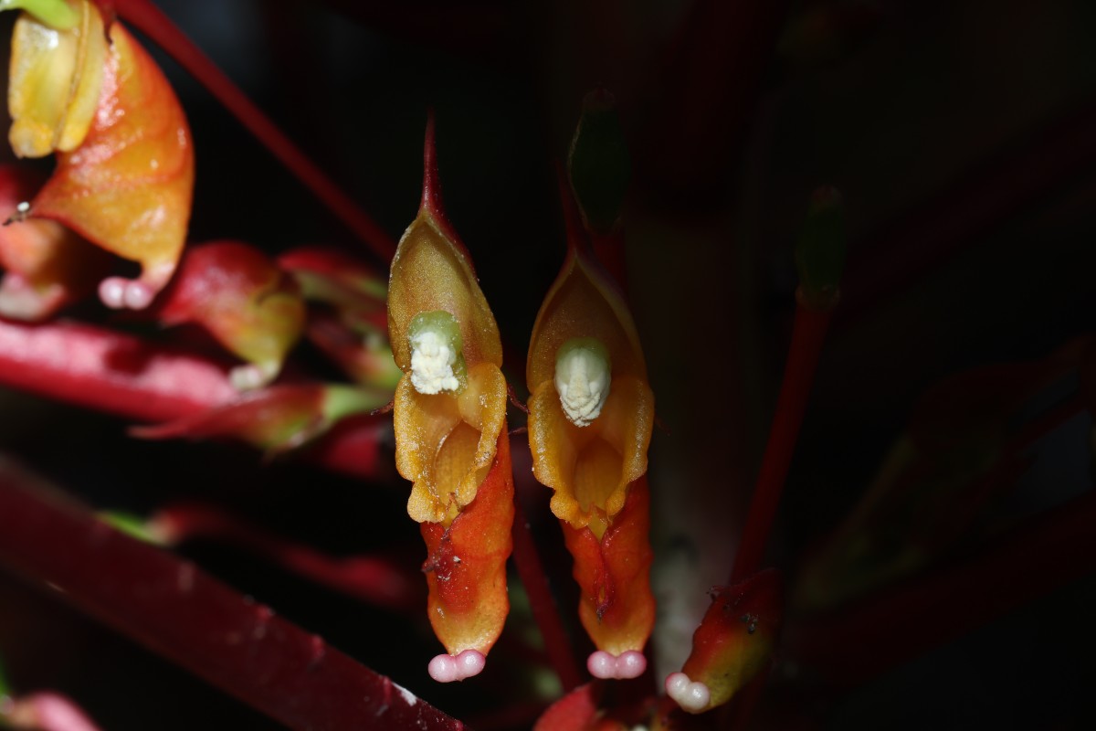 Impatiens macrophylla Gardner ex Hook.