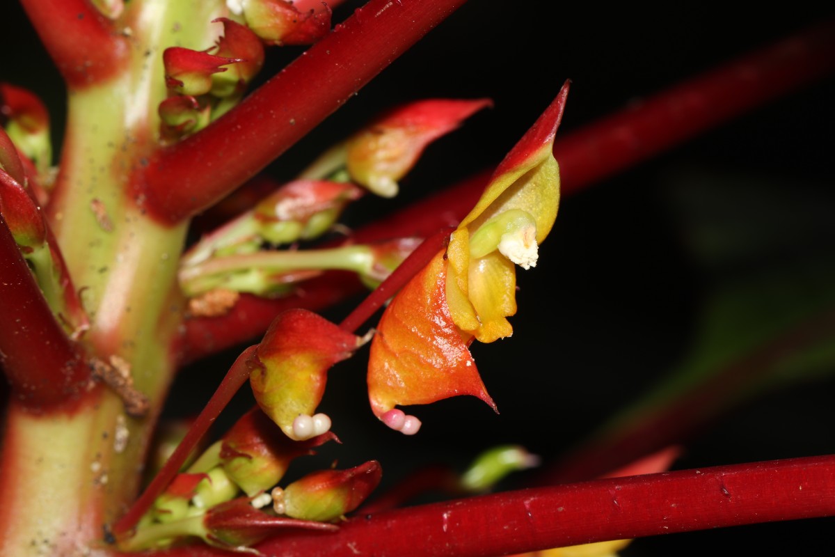 Impatiens macrophylla Gardner ex Hook.