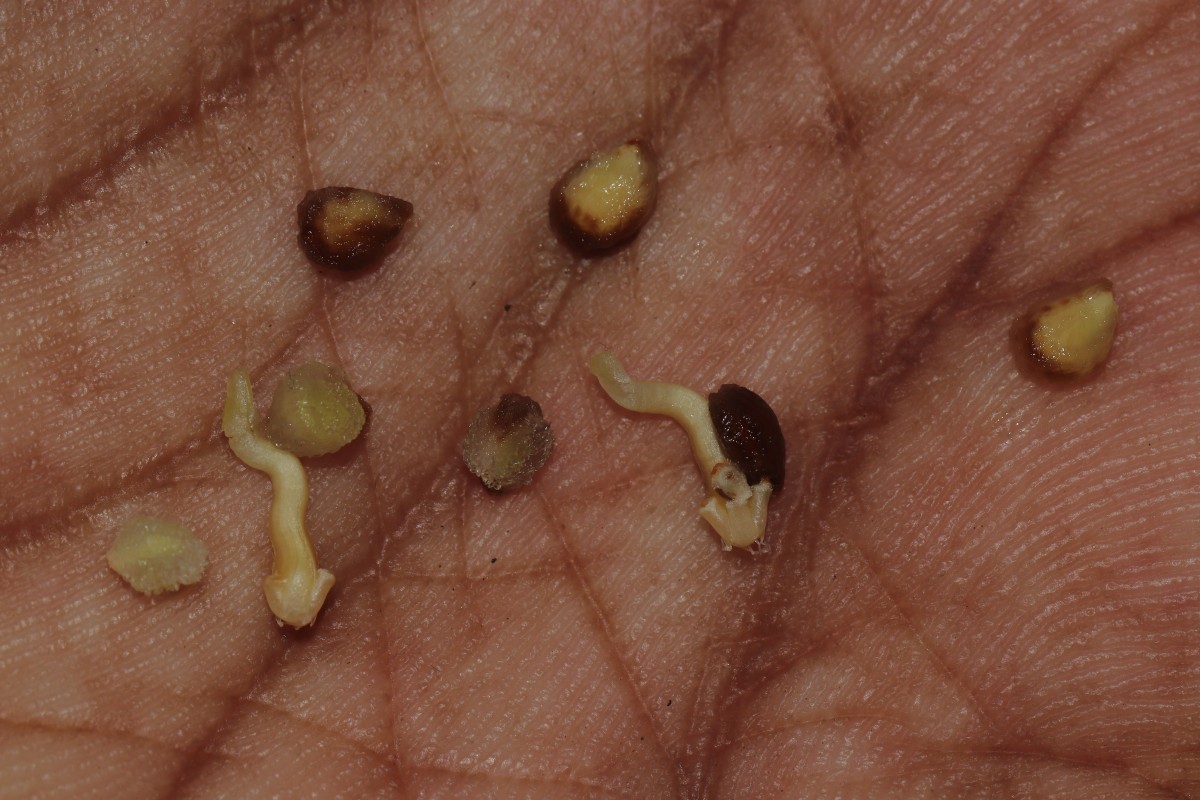 Impatiens macrophylla Gardner ex Hook.