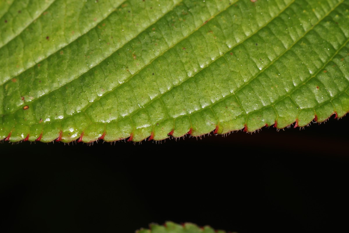 Impatiens macrophylla Gardner ex Hook.