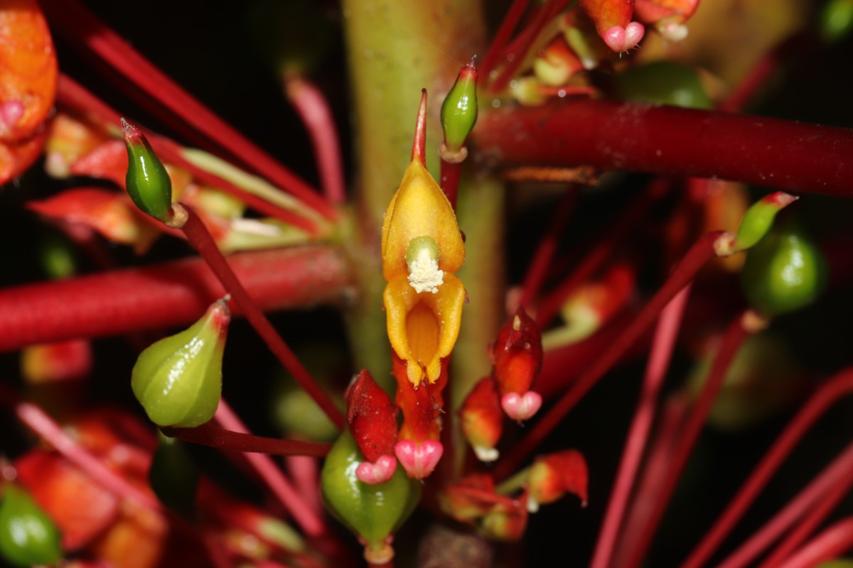 Impatiens macrophylla Gardner ex Hook.