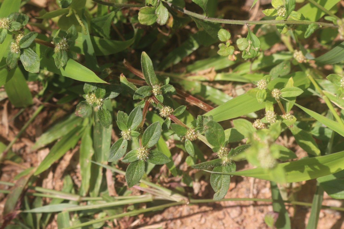 Spermacoce prostrata Aubl.