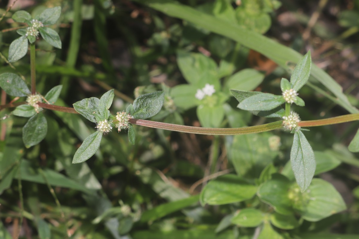 Spermacoce prostrata Aubl.