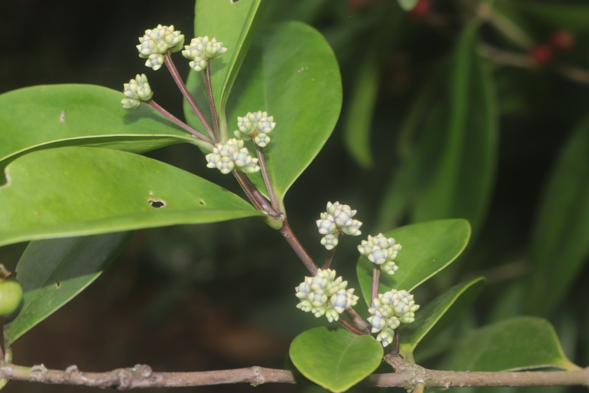 Memecylon capitellatum L.