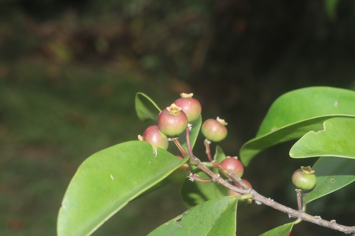 Memecylon capitellatum L.
