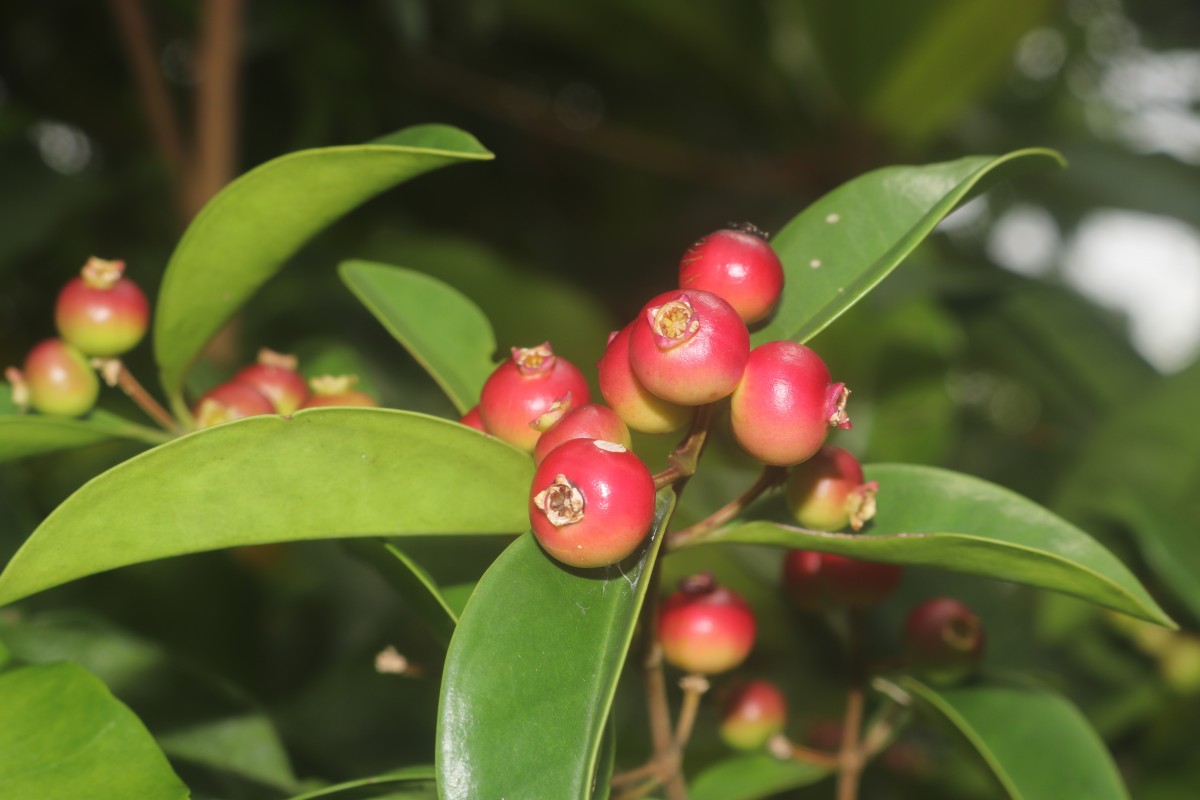 Memecylon capitellatum L.