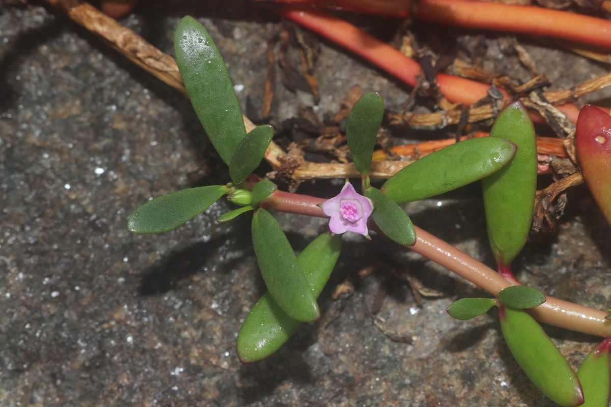 Sesuvium portulacastrum (L.) L.