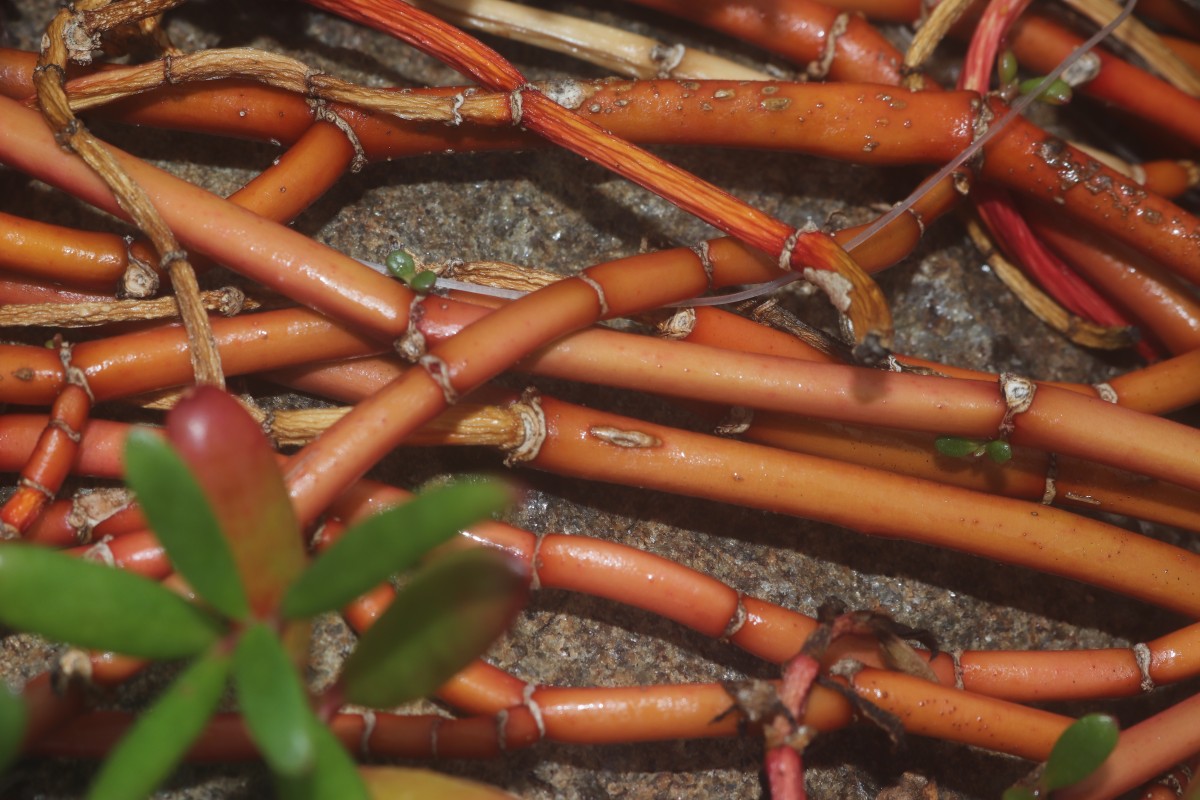 Sesuvium portulacastrum (L.) L.