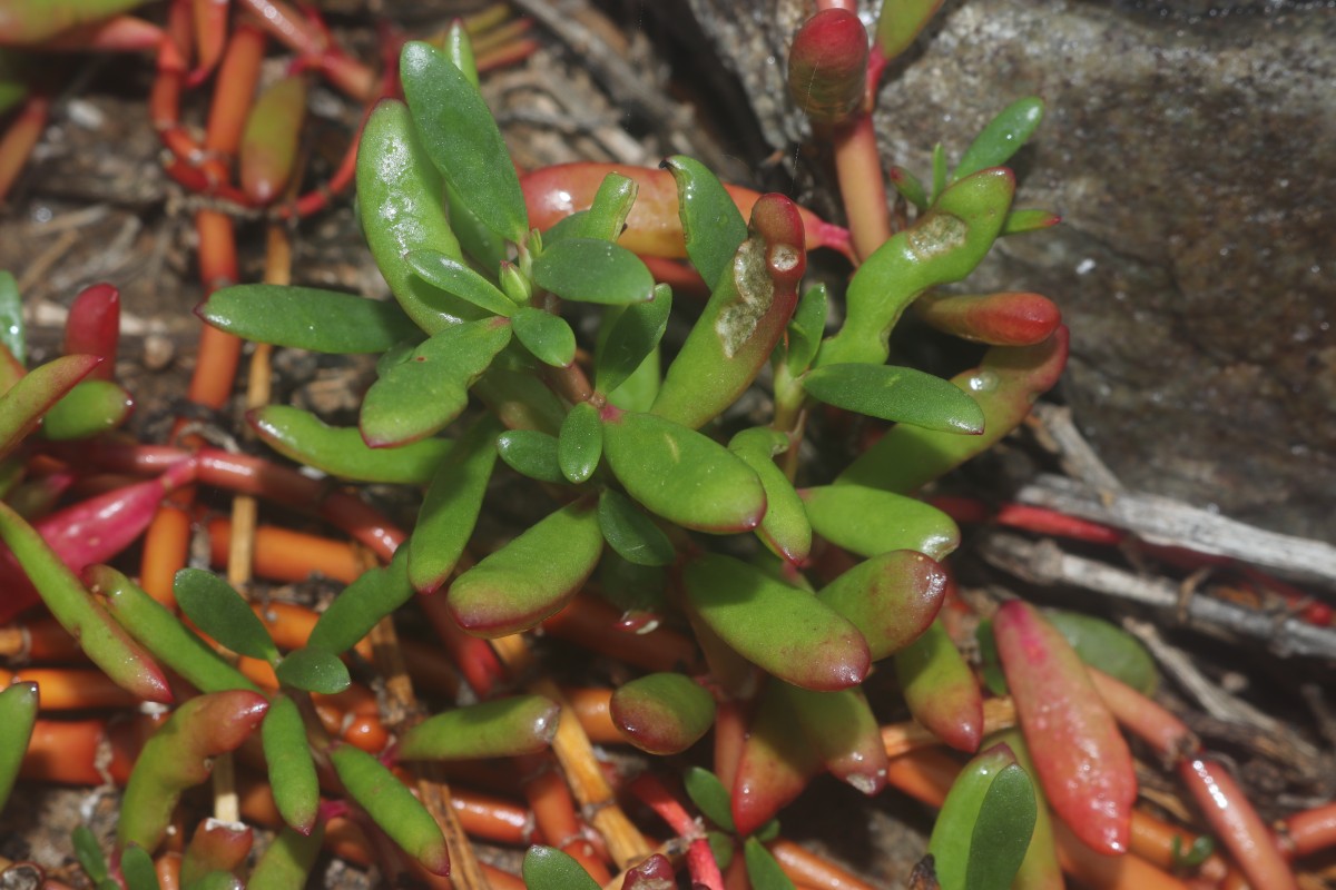Sesuvium portulacastrum (L.) L.