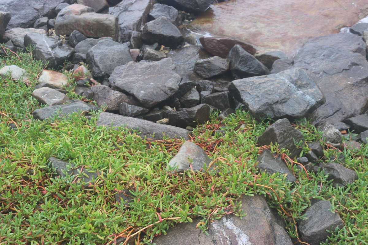 Sesuvium portulacastrum (L.) L.