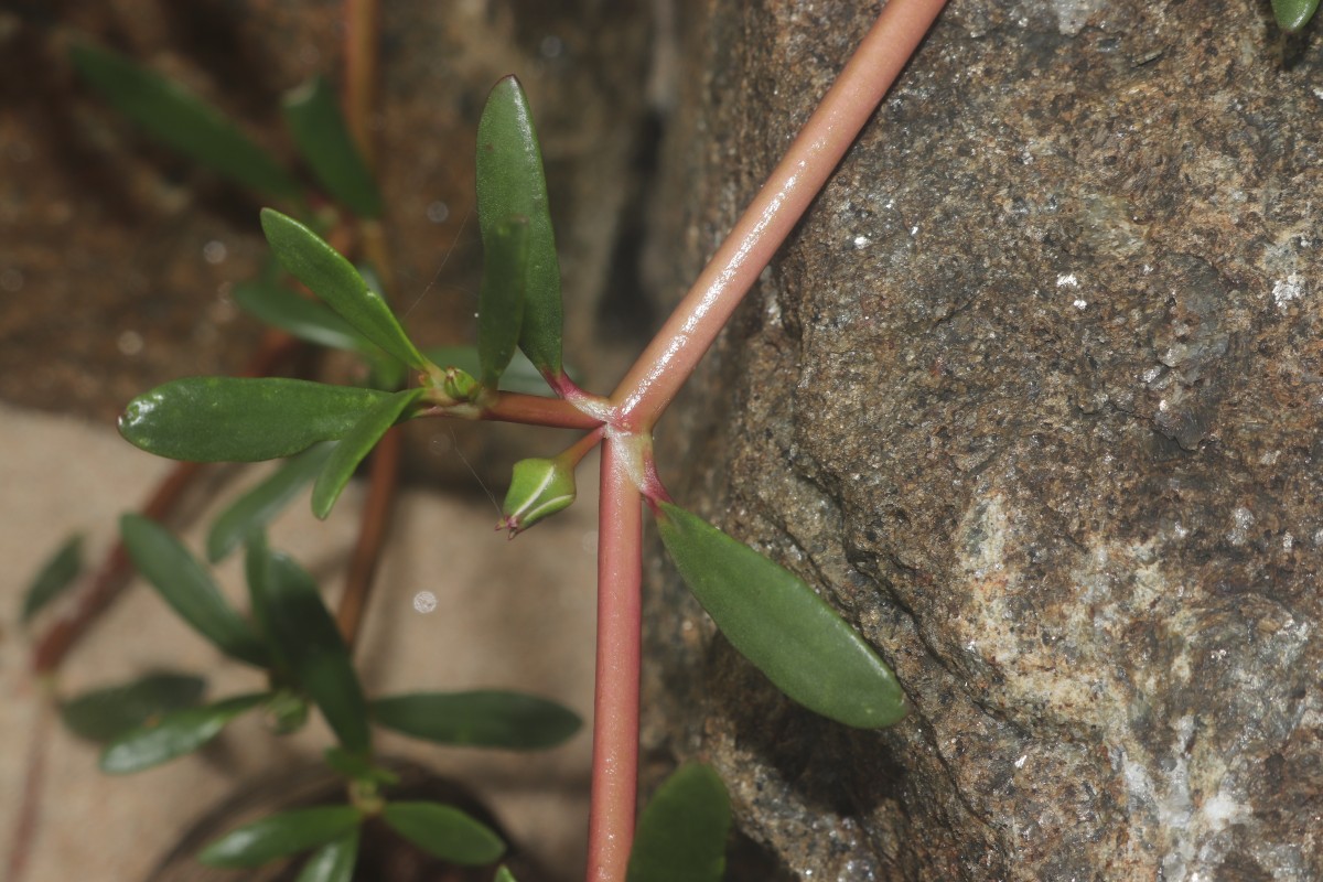 Sesuvium portulacastrum (L.) L.