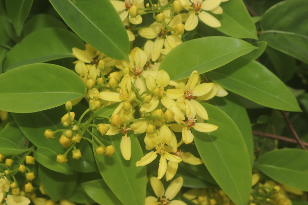 Galphimia gracilis Bartl.