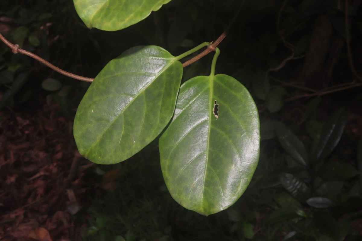 Parsonsia alboflavescens (Dennst.) Mabb.