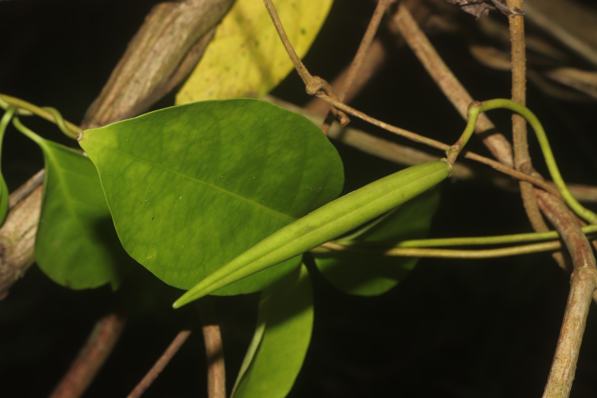 Parsonsia alboflavescens (Dennst.) Mabb.