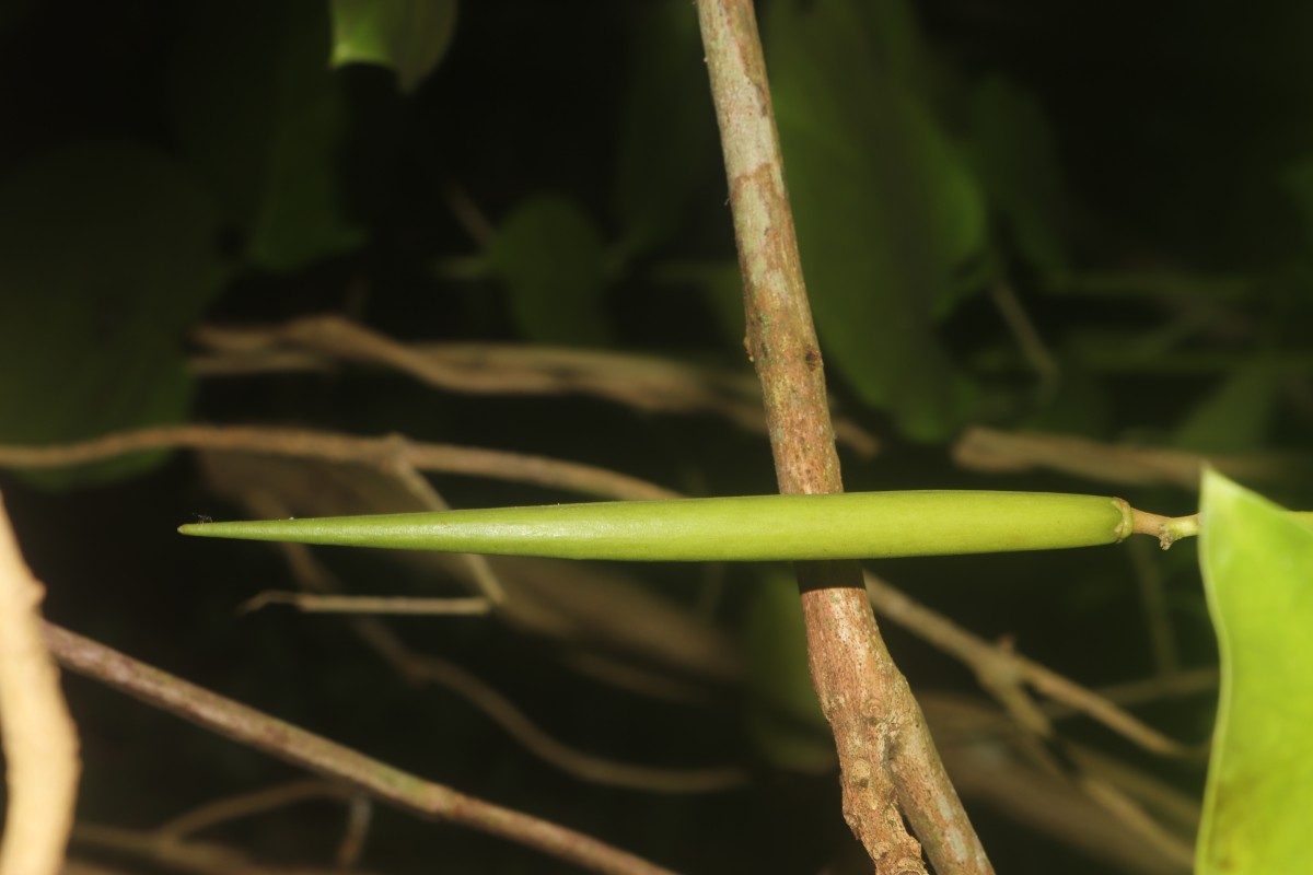 Parsonsia alboflavescens (Dennst.) Mabb.