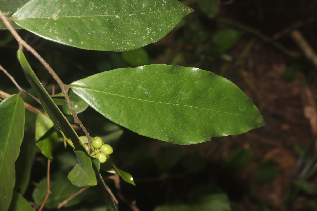 Miliusa zeylanica Gardner ex Hook.f. & Thomson