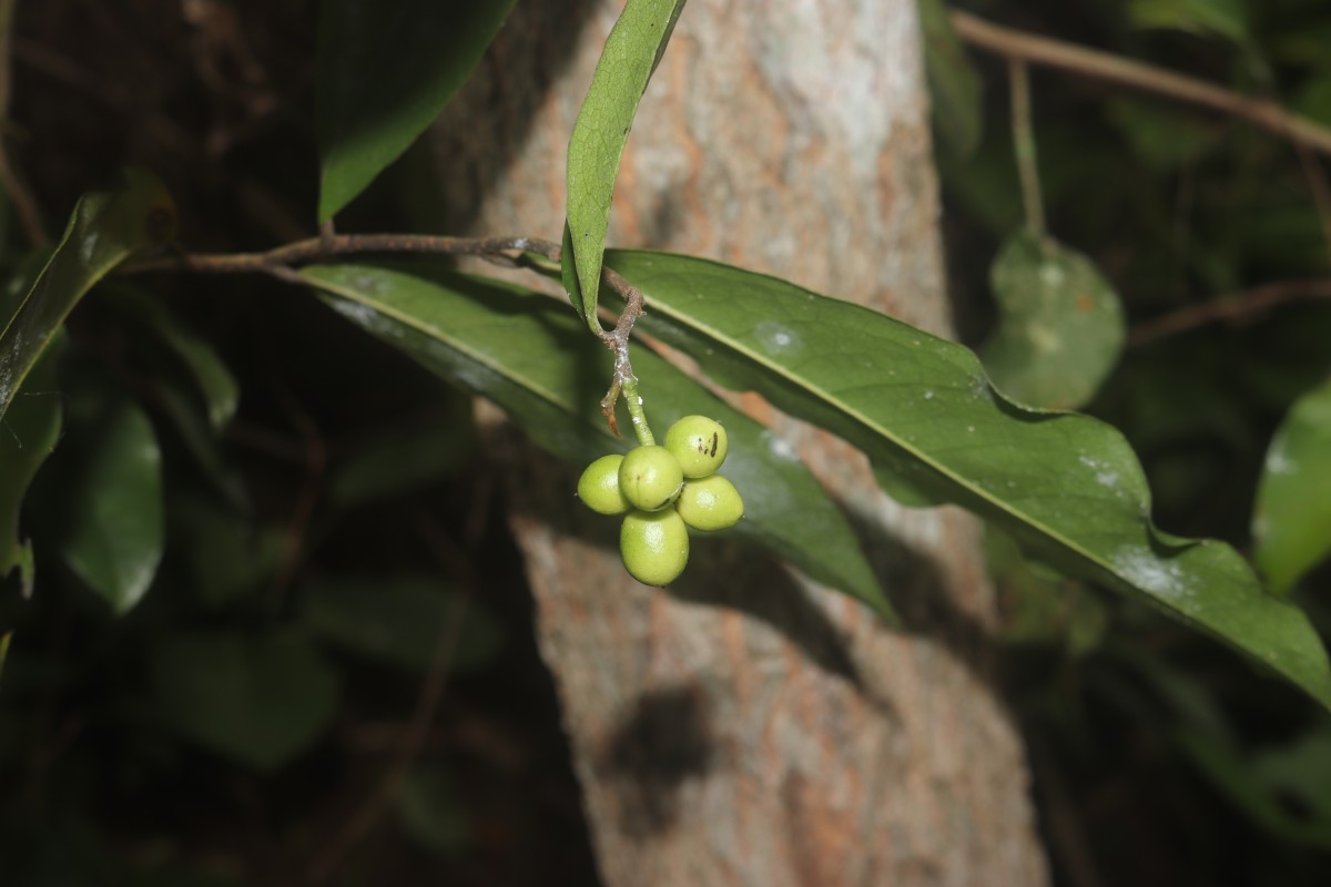 Miliusa zeylanica Gardner ex Hook.f. & Thomson