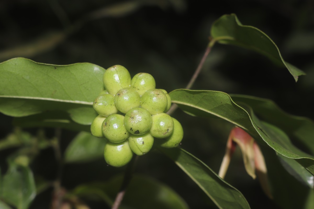 Miliusa zeylanica Gardner ex Hook.f. & Thomson