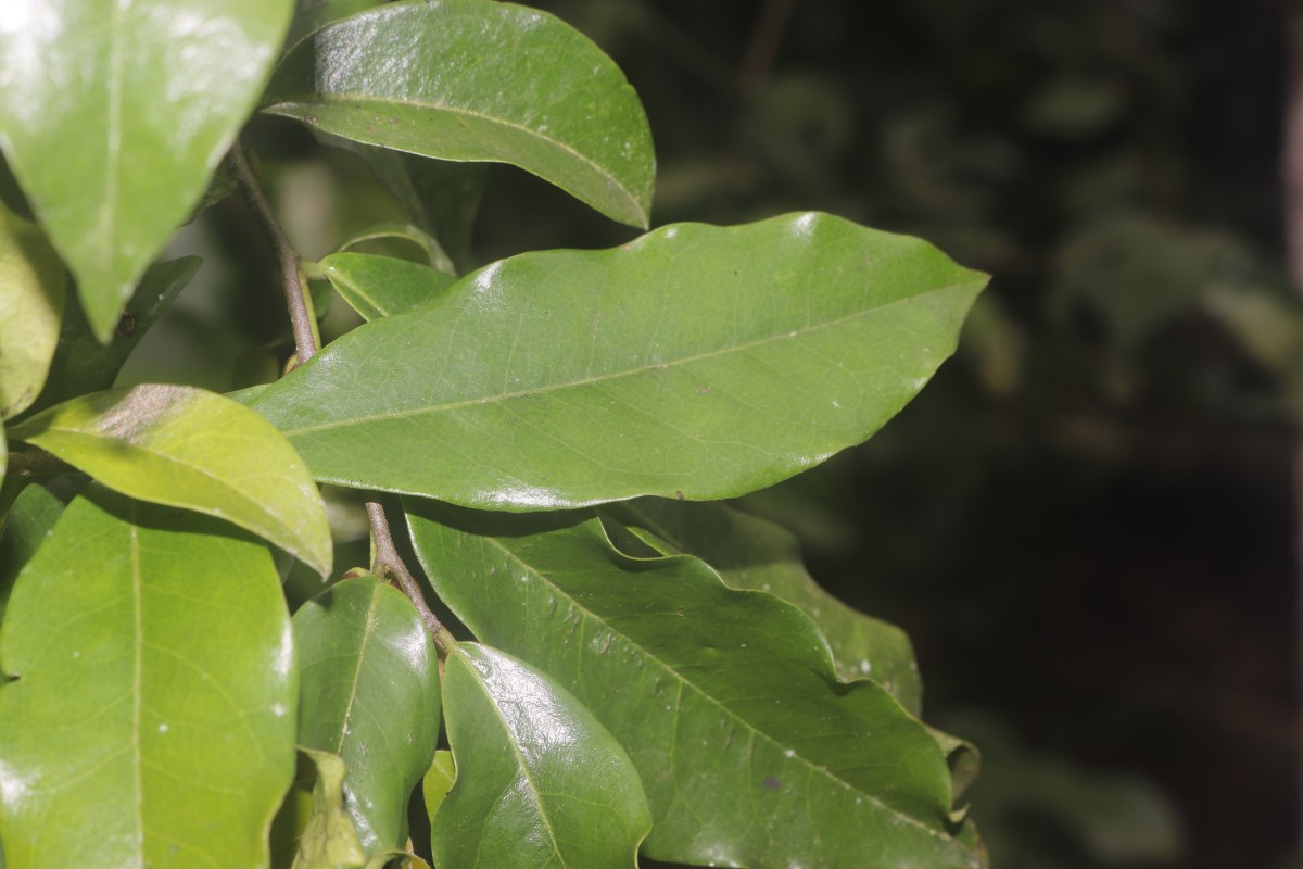 Miliusa zeylanica Gardner ex Hook.f. & Thomson