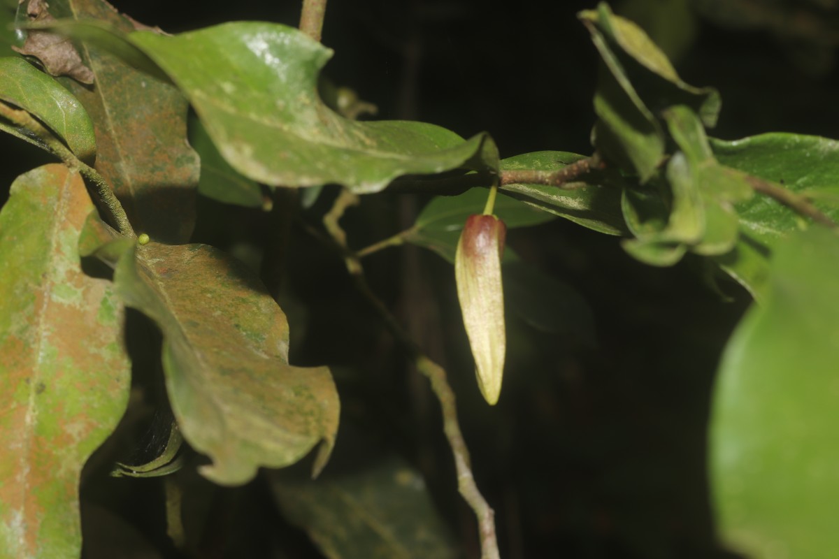 Miliusa zeylanica Gardner ex Hook.f. & Thomson