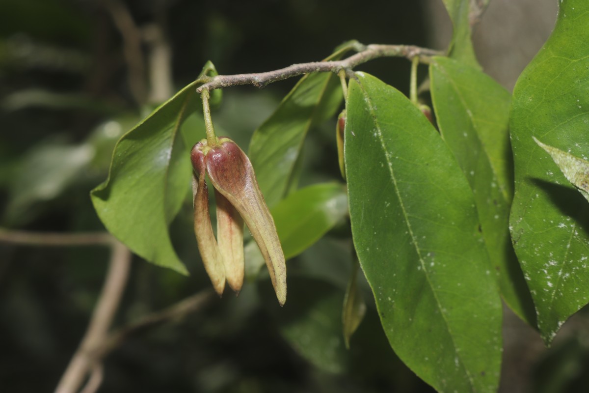 Miliusa zeylanica Gardner ex Hook.f. & Thomson