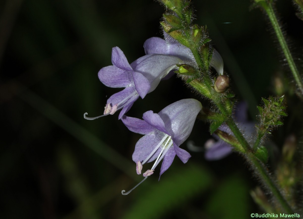 Strobilanthes diandra var. diandra (Nees) Alston