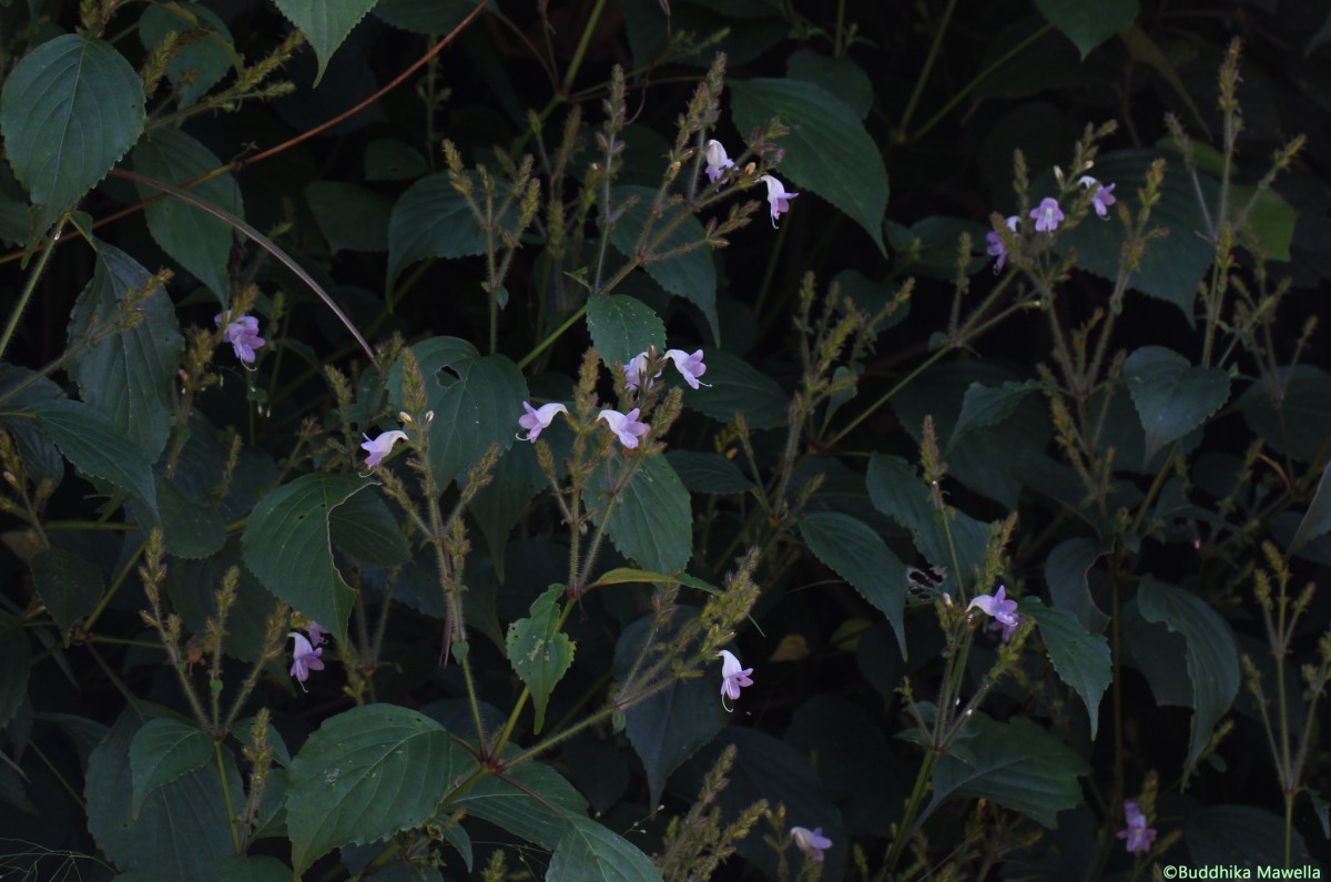 Strobilanthes diandra var. diandra (Nees) Alston