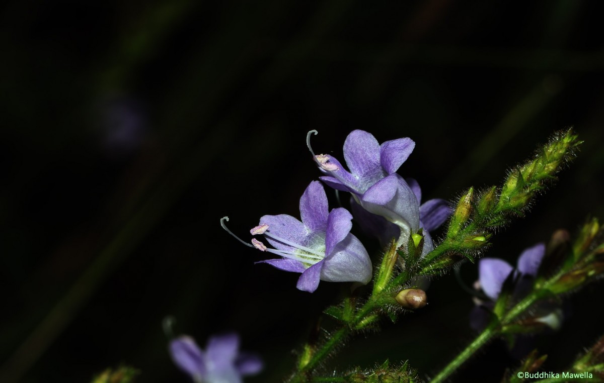 Strobilanthes diandra var. diandra (Nees) Alston