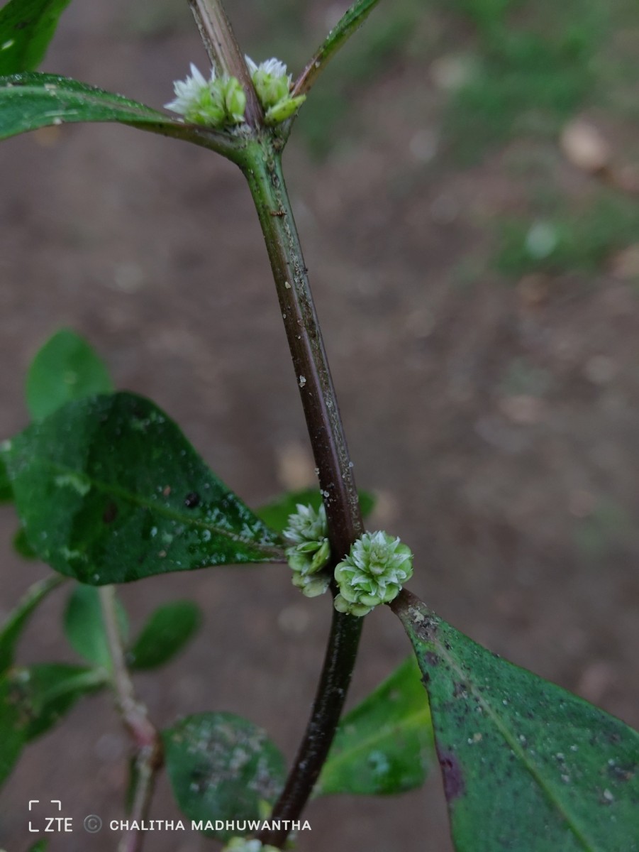 Alternanthera sessilis (L.) R.Br. ex DC.