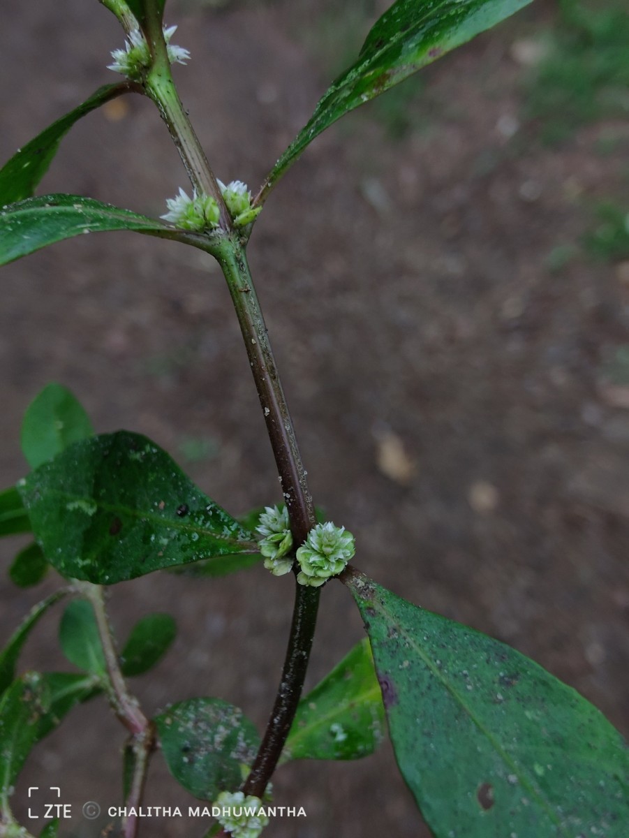 Alternanthera sessilis (L.) R.Br. ex DC.