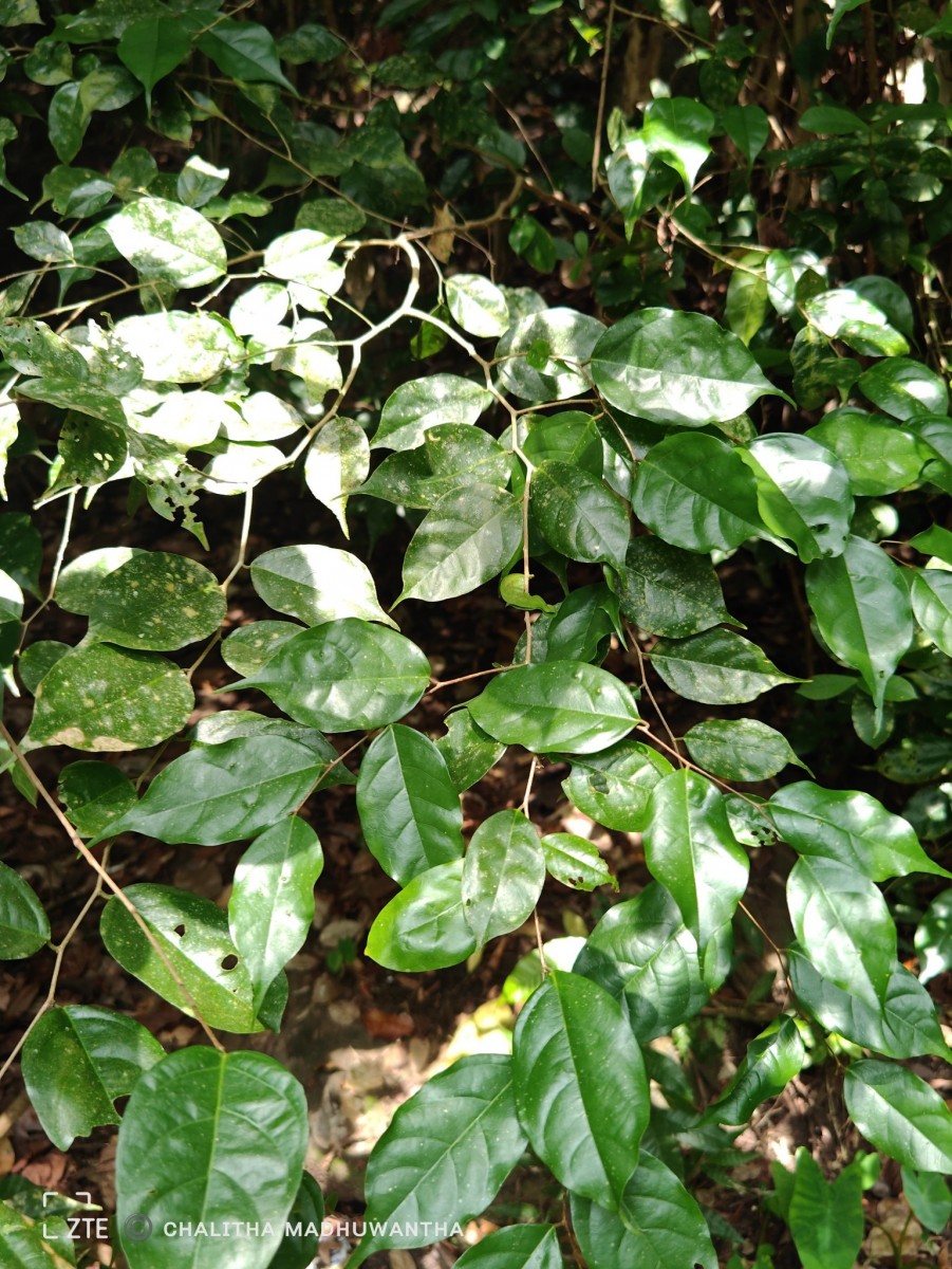 Cleistanthus acuminatus (Thwaites) Müll.Arg.