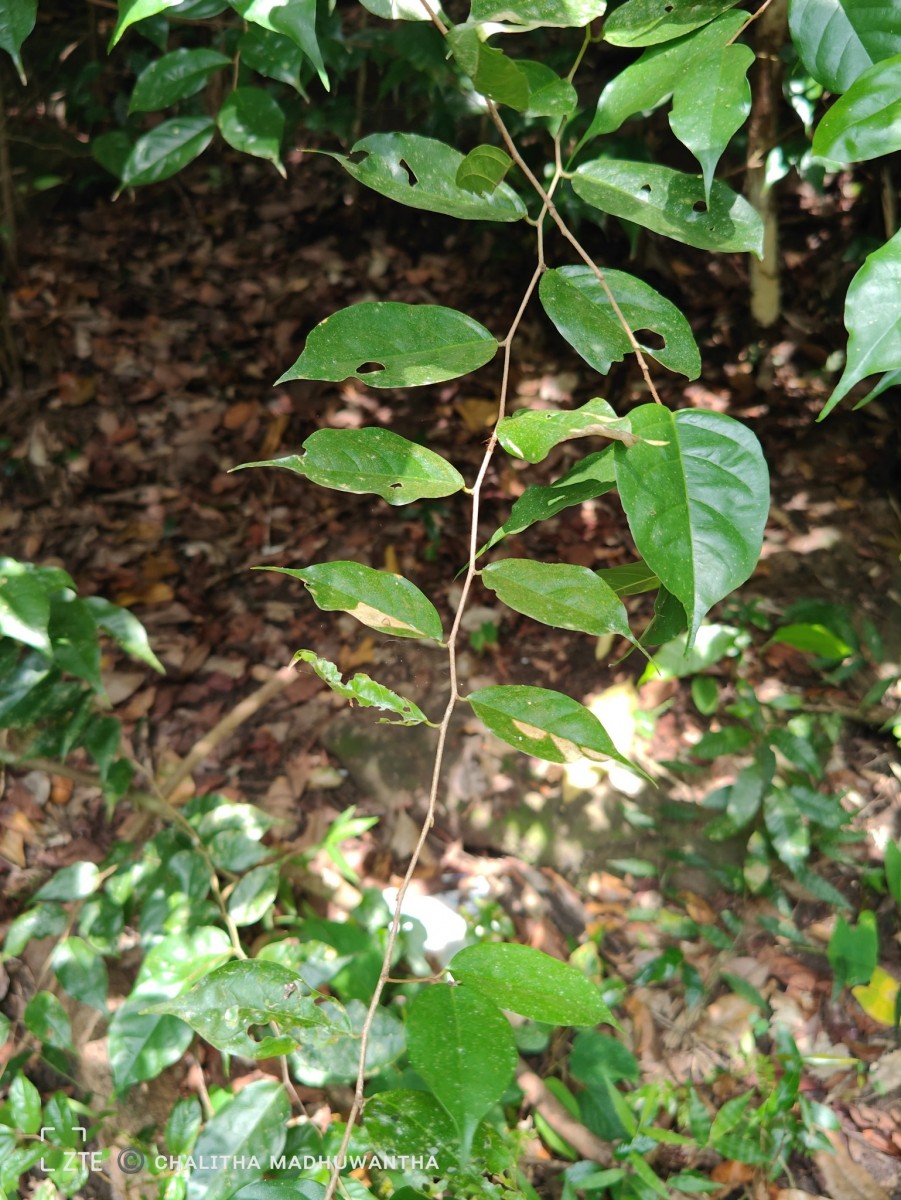 Cleistanthus acuminatus (Thwaites) Müll.Arg.