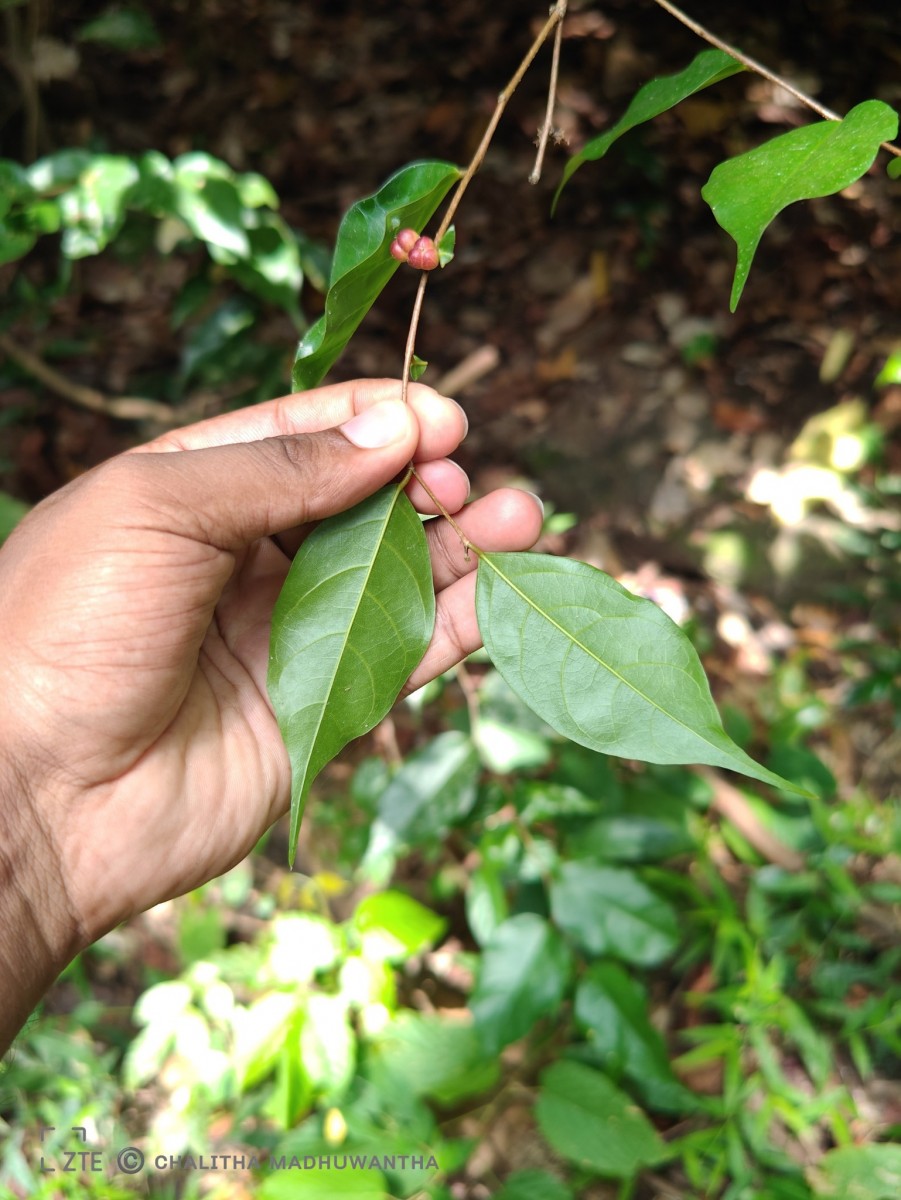 Cleistanthus acuminatus (Thwaites) Müll.Arg.