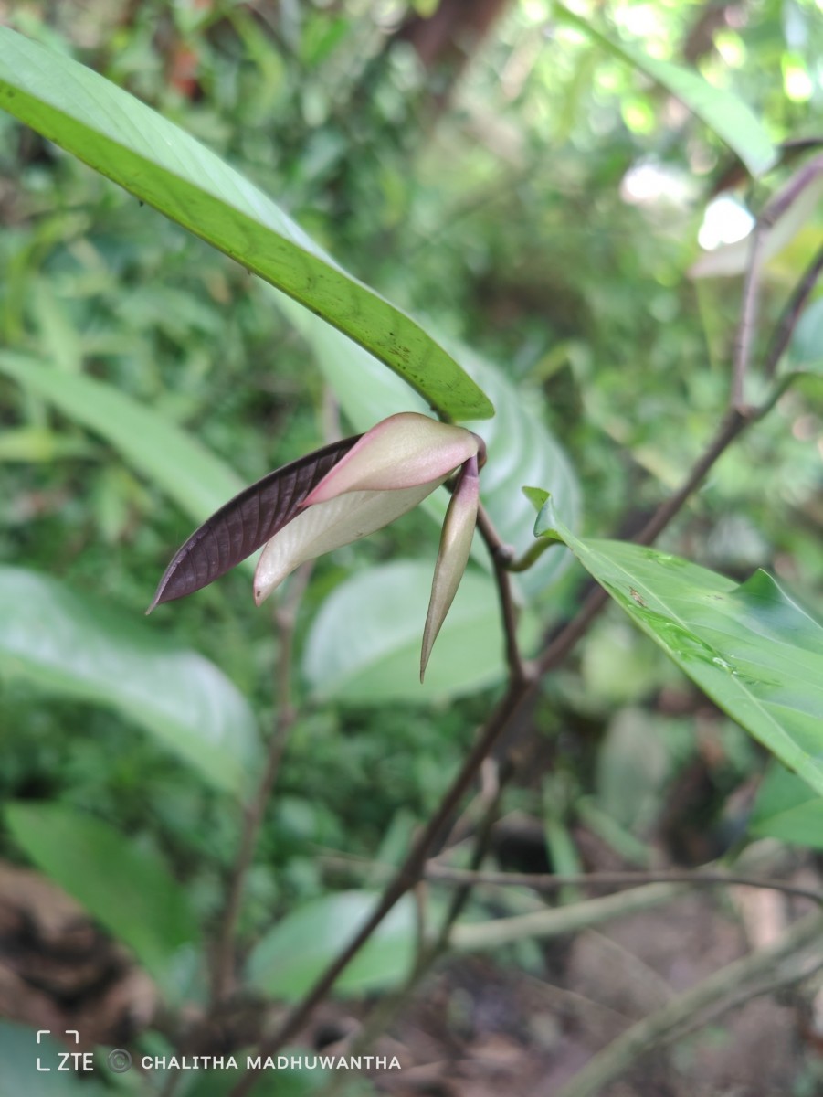 Doona macrophylla Thwaites