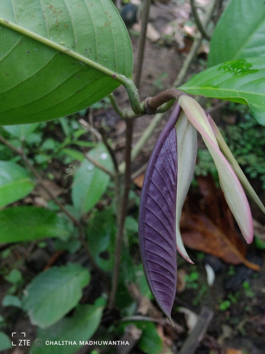 Doona macrophylla Thwaites