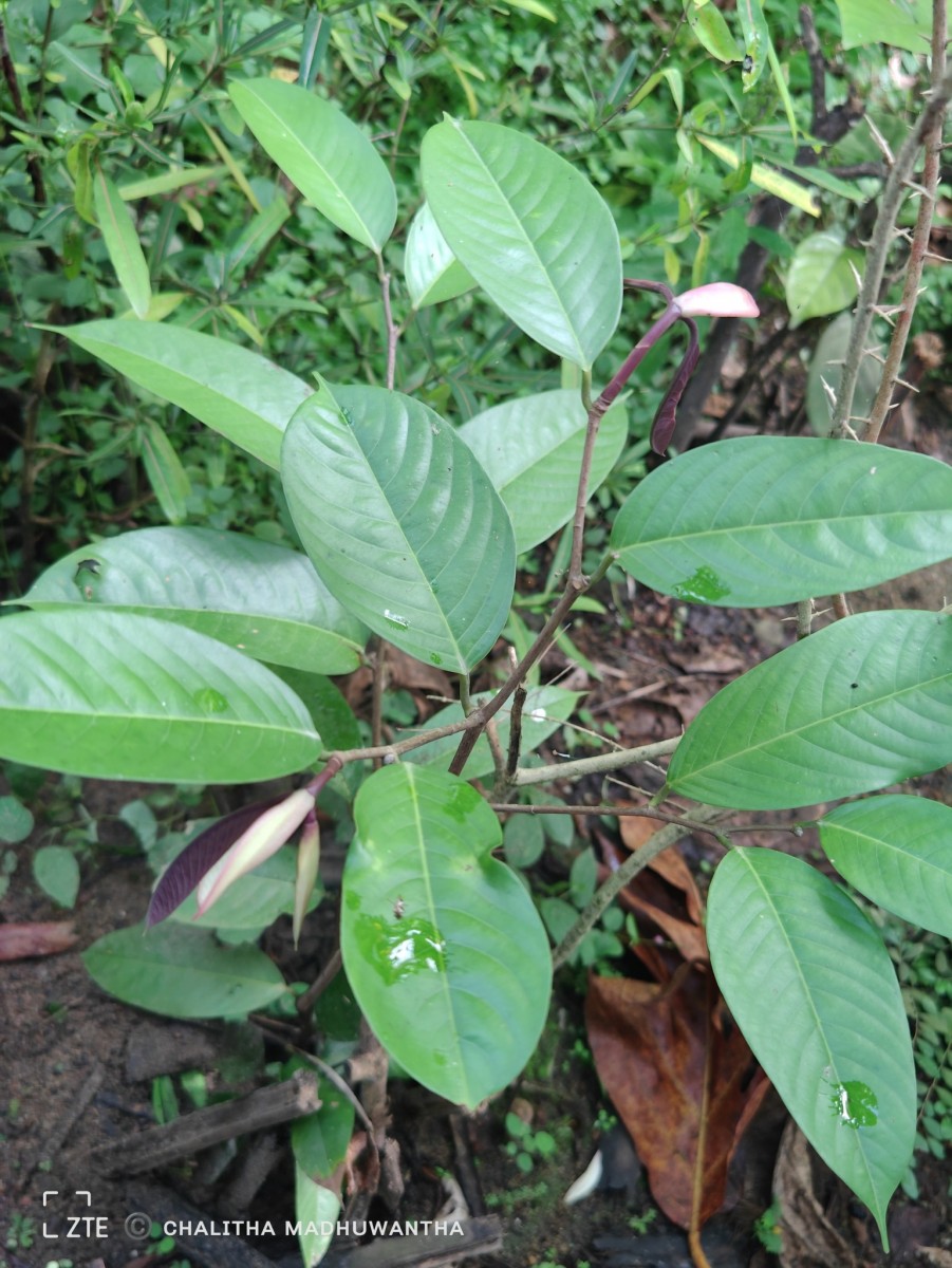 Doona macrophylla Thwaites