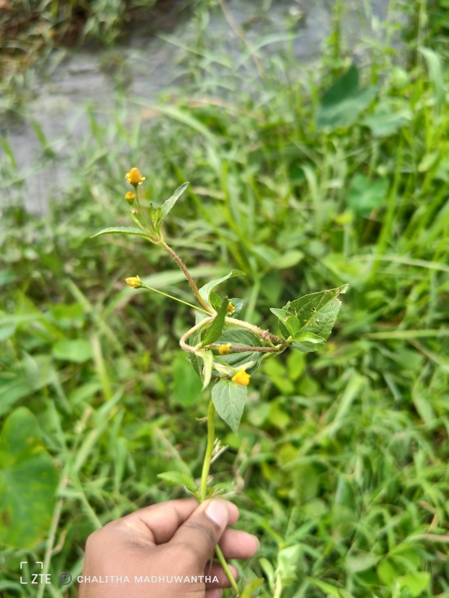 Acmella uliginosa (Sw.) Cass.