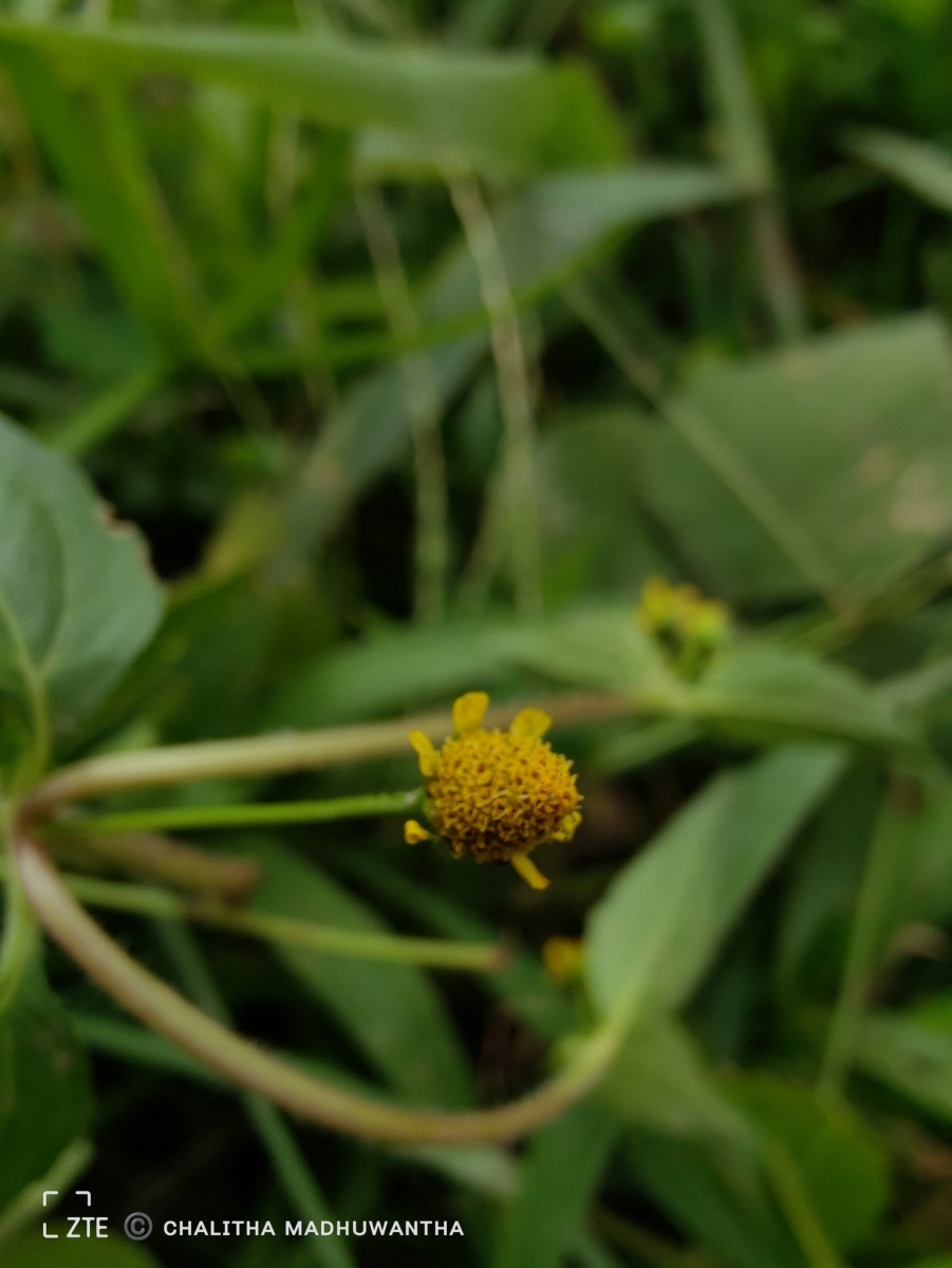 Acmella uliginosa (Sw.) Cass.