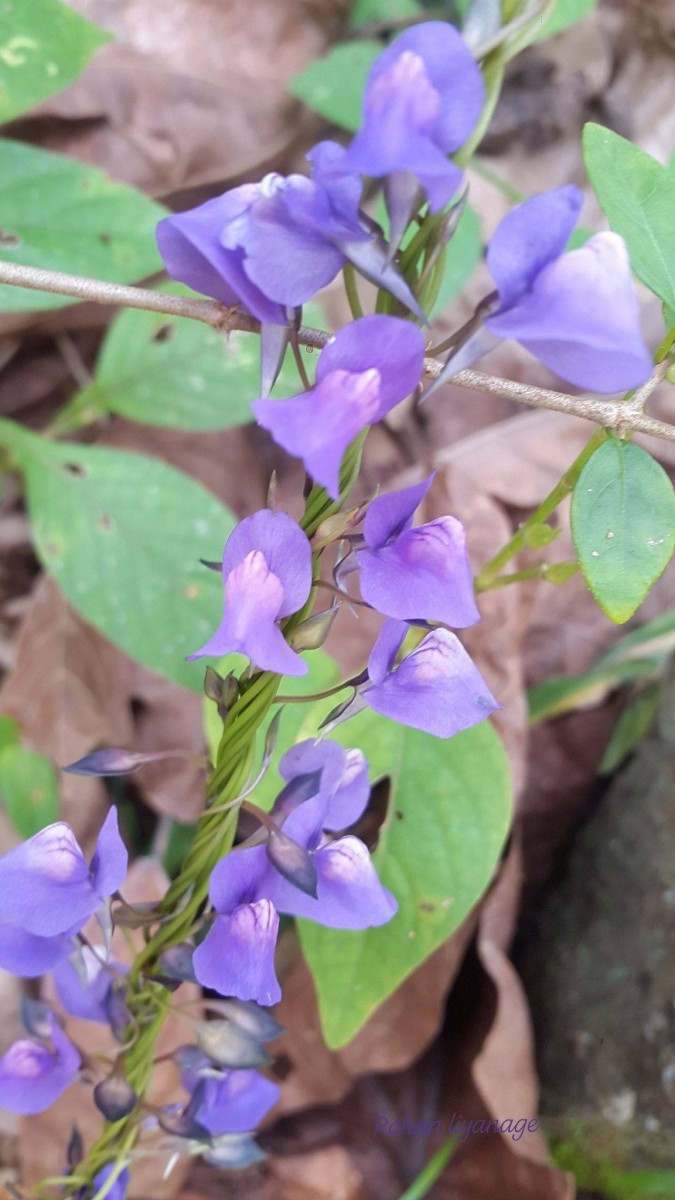 Utricularia reticulata Sm.