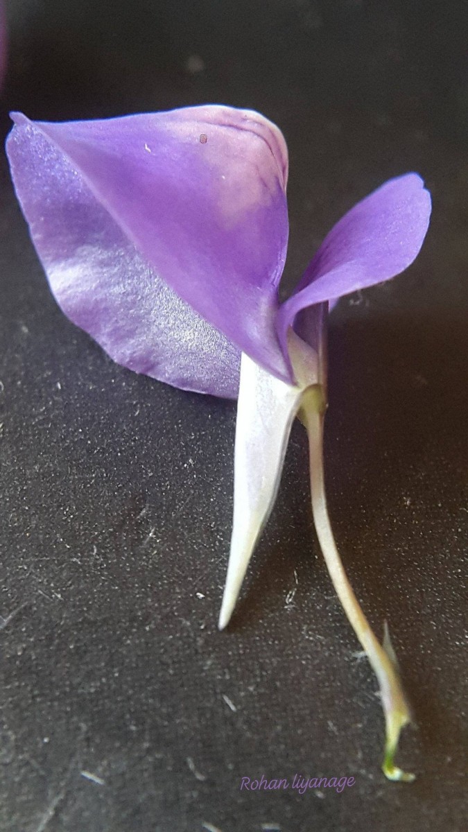 Utricularia reticulata Sm.