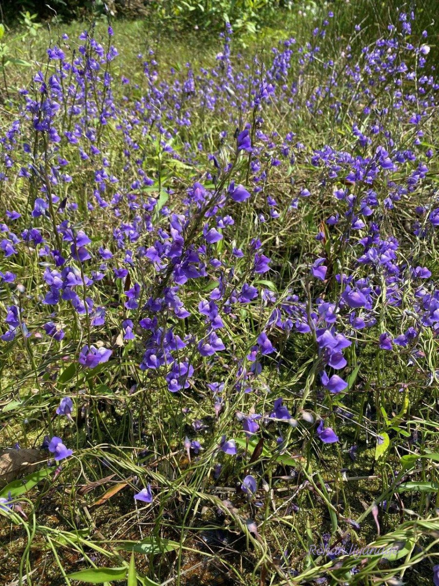 Utricularia reticulata Sm.