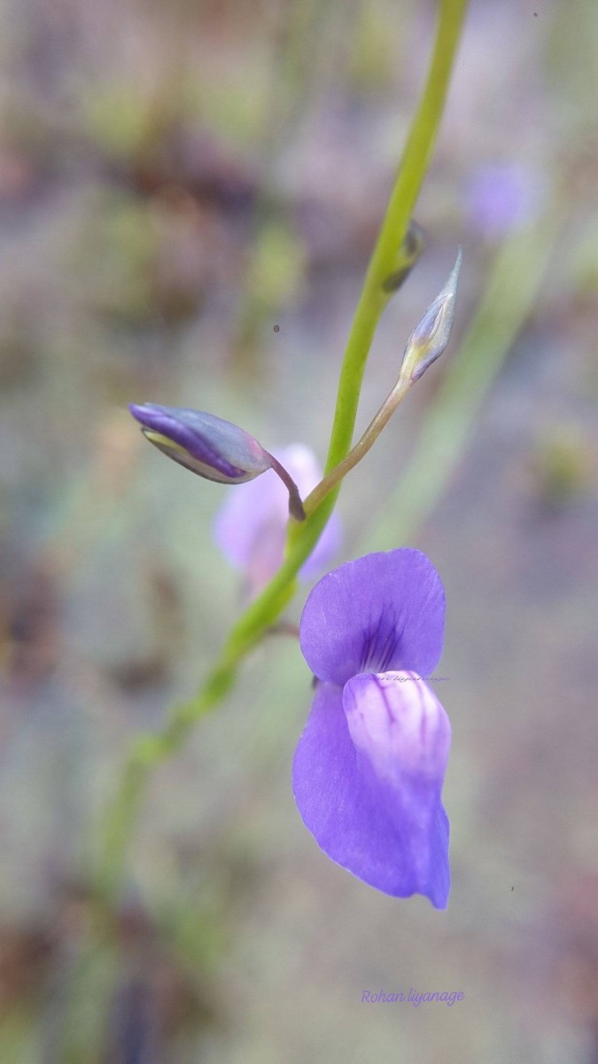 Utricularia reticulata Sm.