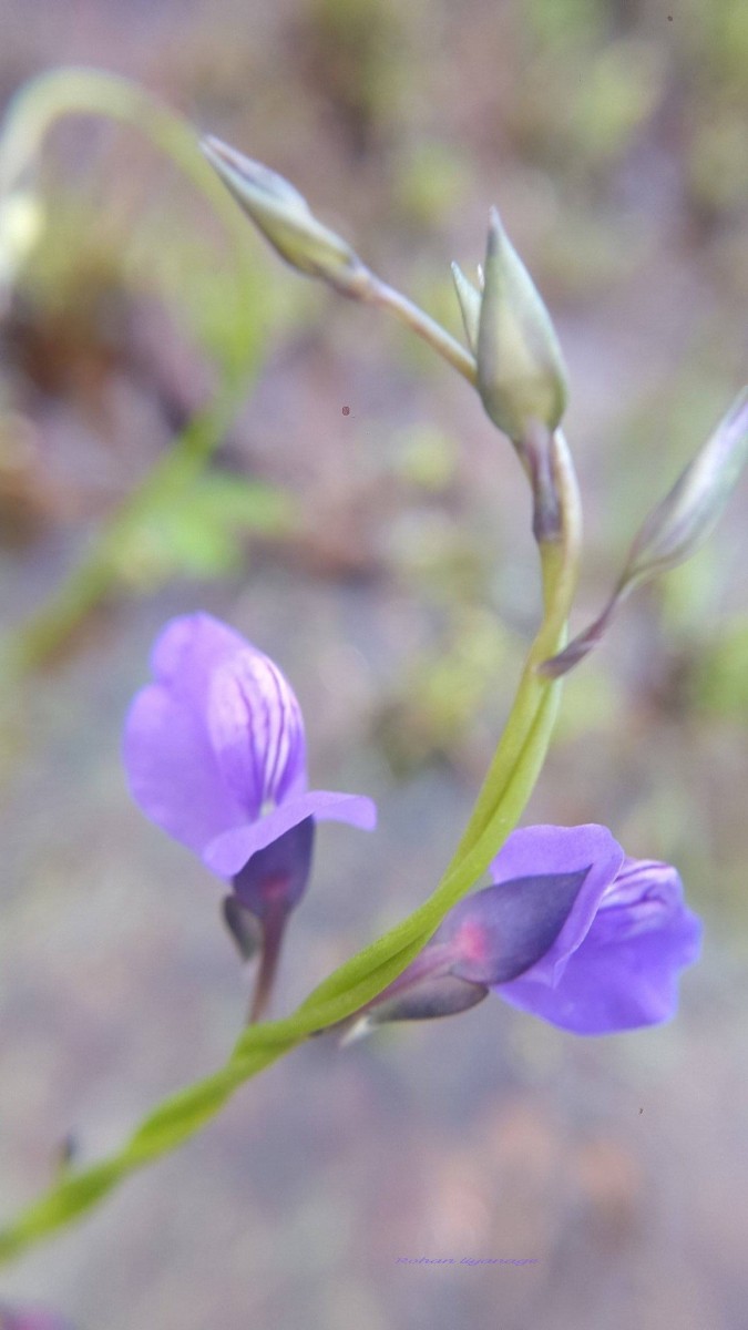 Utricularia reticulata Sm.
