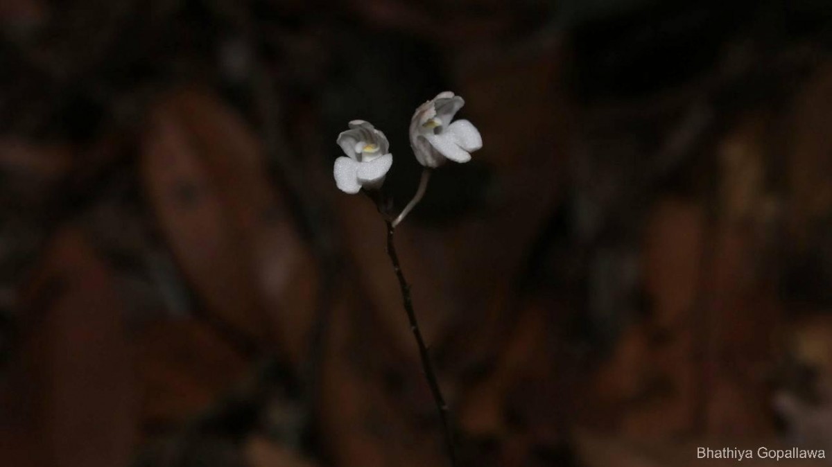 Didymoplexis ediriweerae C.Bandara, Atthan. & Kumar