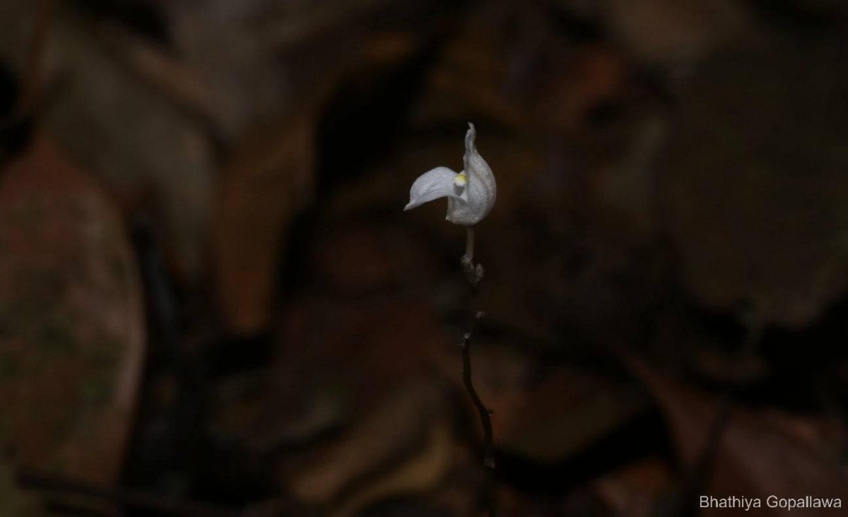 Didymoplexis ediriweerae C.Bandara, Atthan. & Kumar