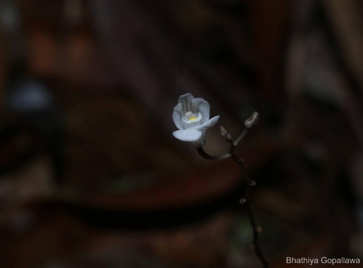 Didymoplexis ediriweerae C.Bandara, Atthan. & Kumar