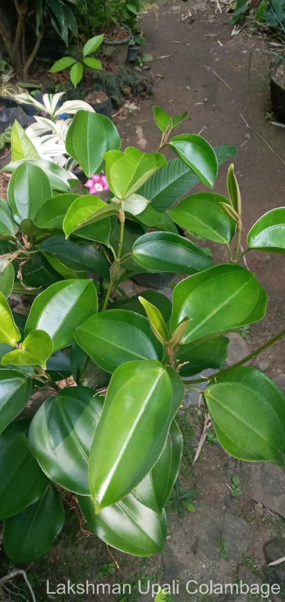 Blakea laevigata D.Don